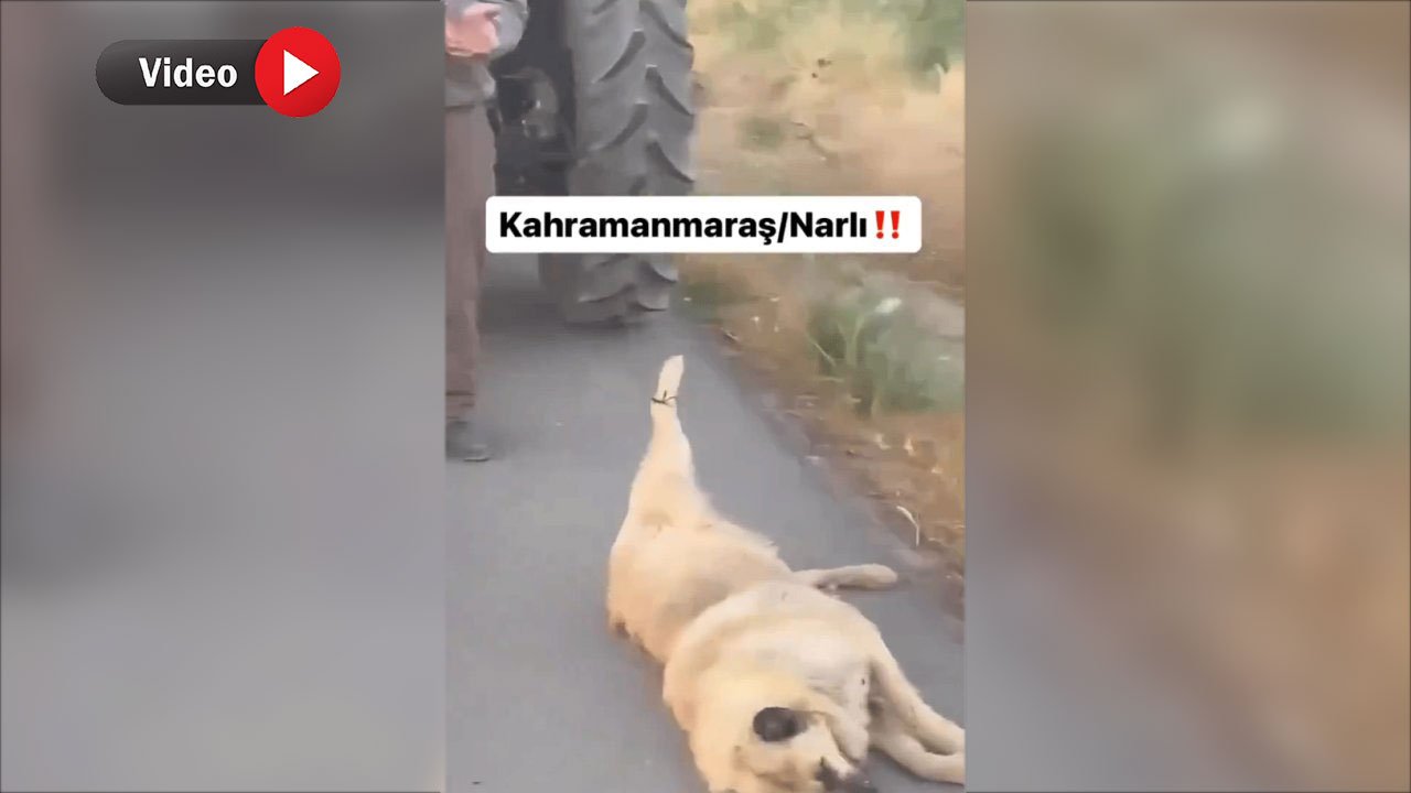 Kahramanmaraş'ta köpeği traktörün arkasına bağlayıp sürüklemişti! Valilikten açıklama geldi