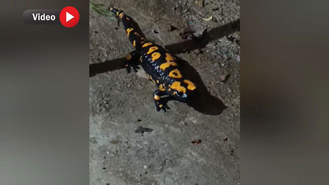 Nesli tükenmekte olan Anadolu Semenderi, Kahramanmaraş'ta görüldü