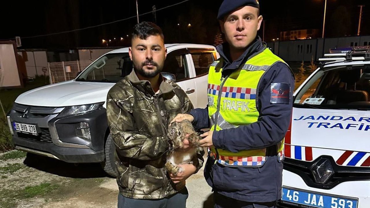 Kahramanmaraş’ta yaralı yaban tavşanı koruma altına alındı