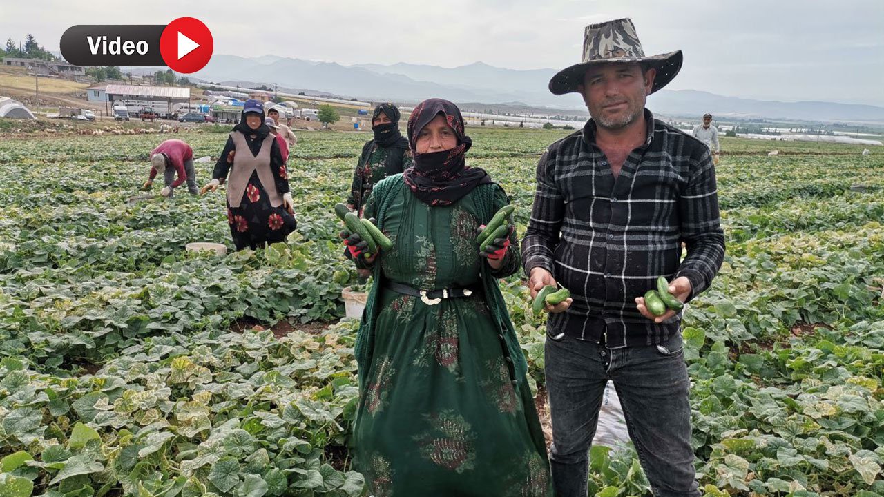 Kahramanmaraş'ta tarladan sofraya: 35 bin ton rekolte bekleniyor
