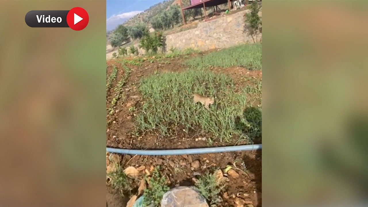 Doğada ender bulunan yaban kedisi Kahramanmaraş'ta görüntülendi!