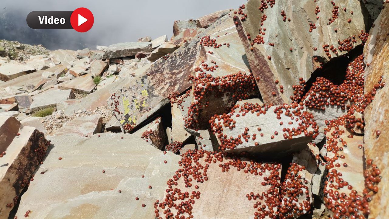 Kahramanmaraş Uludaz Tepesi: 50 milyona yakın uğur böceği görüntülendi