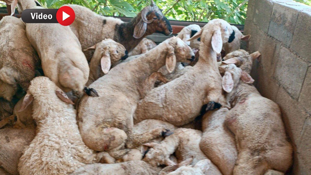 Kahramanmaraş'ta başıboş köpekler 200'den fazla hayvanı telef etti