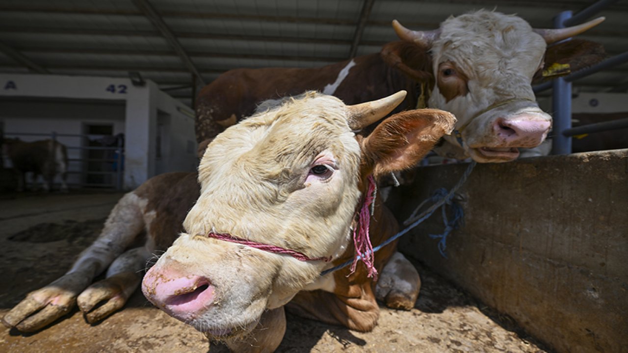 Kahramanmaraş Dulkadiroğlu'nda kurban kesim ve satış yerleri nerelerde?