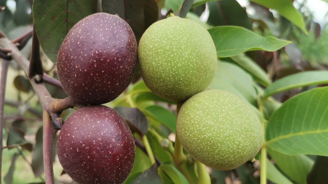 Türkiye'nin ilk kırmızı renkli cevizi Kahramanmaraş'ta üretildi