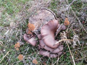 Yağışlar beraberinde mantar bereketi getirdi