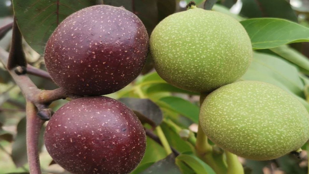 Kahramanmaraş’tan Türkiye'ye yeni bir ceviz genotipi: Bitkisel gen kaynağı geliştirildi