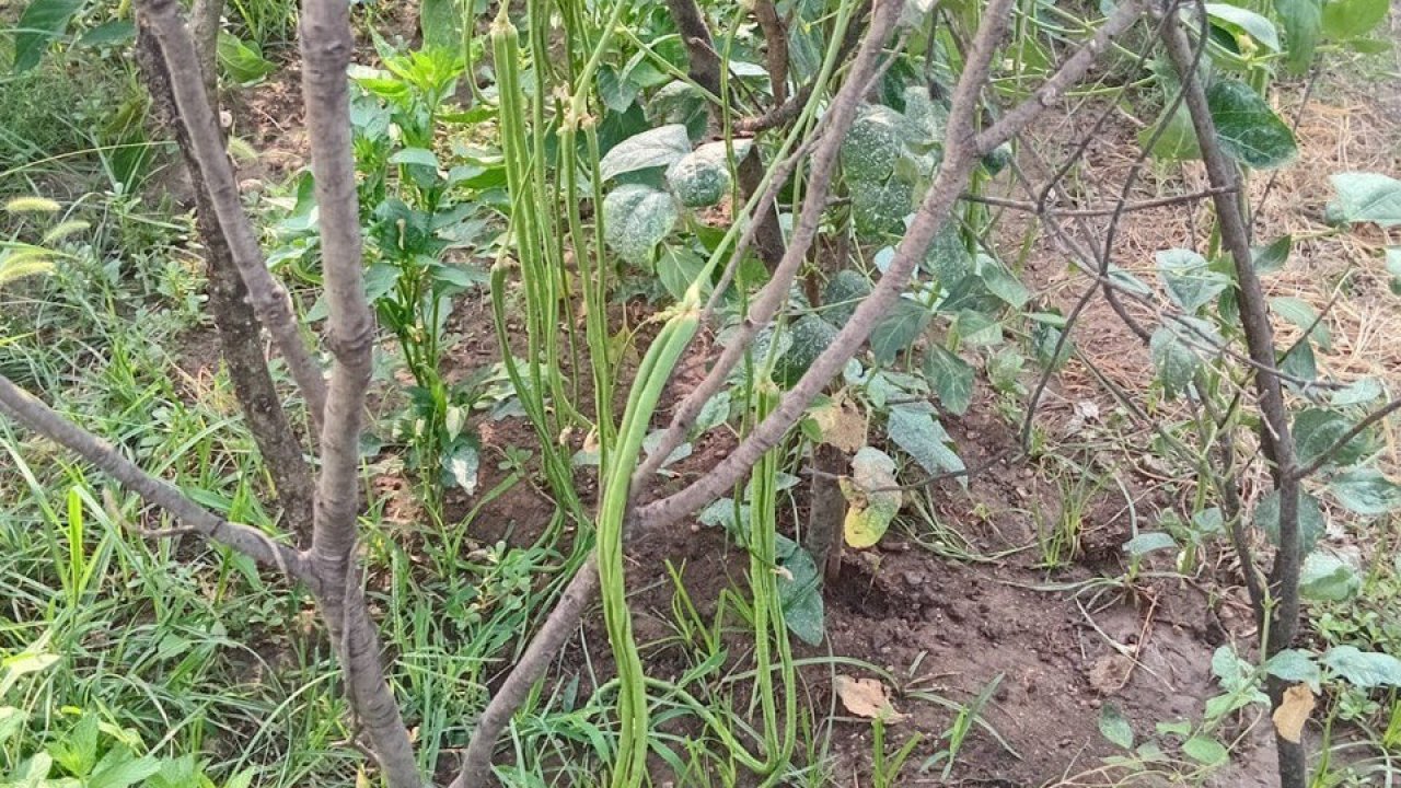 Kahramanmaraş’ta 90 santimetrelik dev fasulyeler: Görenleri şaşırtıyor!