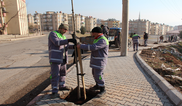 AĞAÇ DİKİM ÇALIŞMALARI BAŞLADI