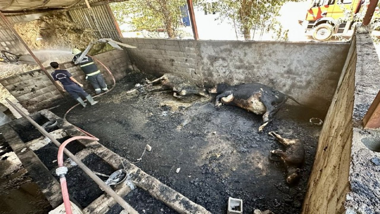 Kahramanmaraş’ta ahır yangınında hayvanlar telef oldu