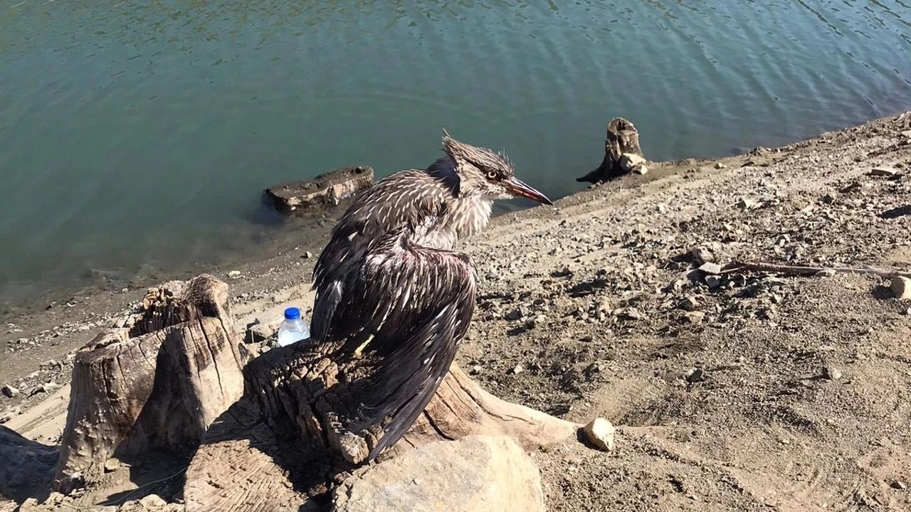 Kahramanmaraş'ta misinaya takılan balıkçıl kuşu kurtarıldı