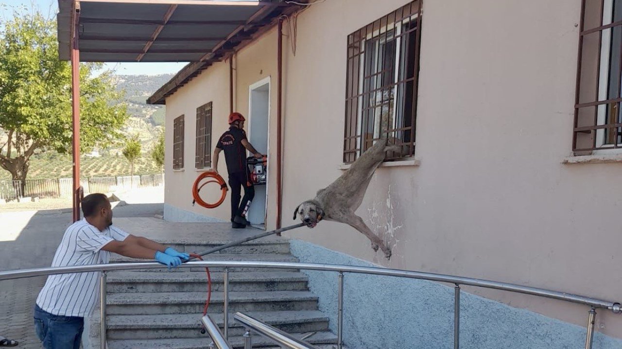Kahramanmaraş’ta demir korkuluklara sıkışan köpek itfaiye ekiplerince kurtarıldı