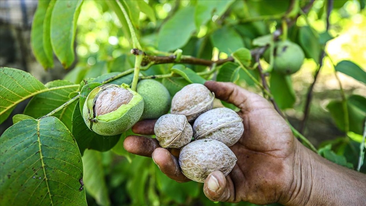 Kahramanmaraş'ta 2024 yılı ceviz fiyatları
