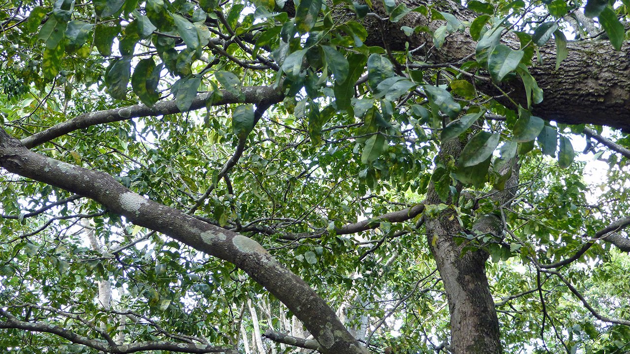 Rüyada Abanoz görmek ne anlama gelir?