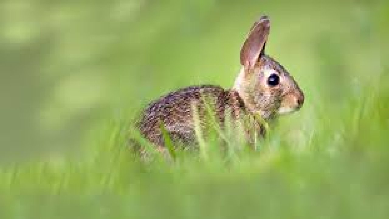 Rüyada Adatavşanı görmek ne anlama gelir?