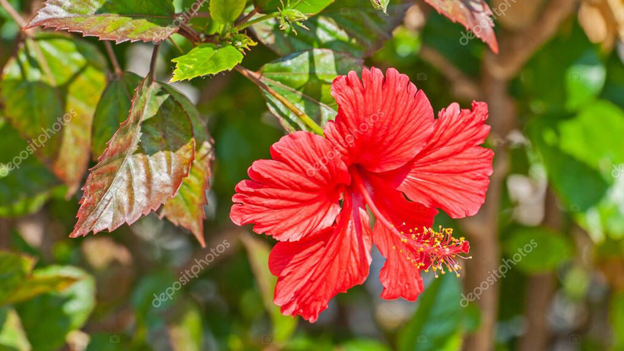 Rüyada Anber Çiçeği görmek ne anlama gelir?