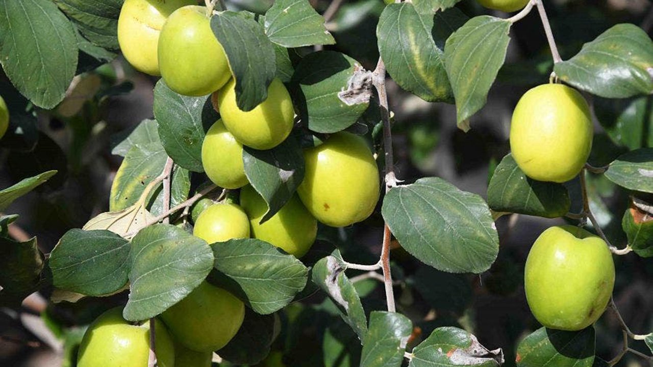 Rüyada Arabistan Kirazı görmek ne anlama gelir?