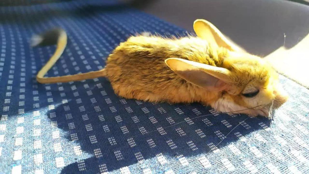 Rüyada Arap Tavşanı görmek ne anlama gelir?