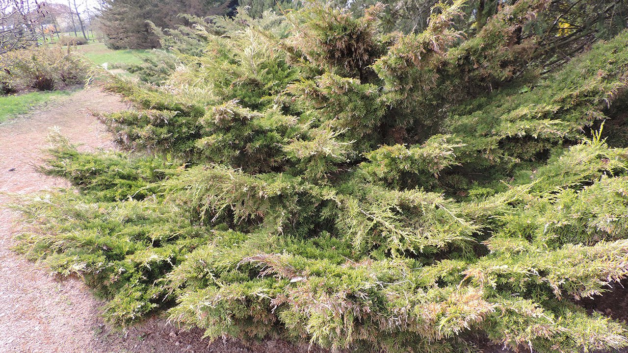 Rüyada Ardıç görmek ne anlama gelir?