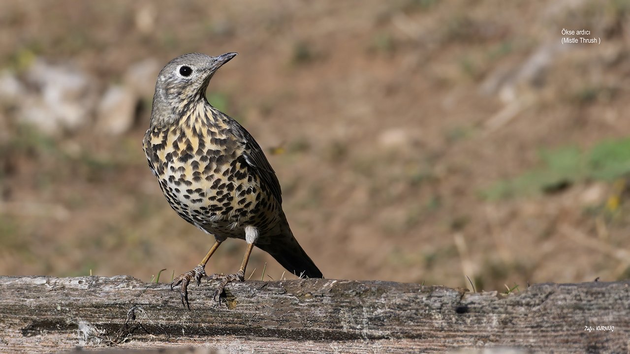 Rüyada Ardıç Kuşu görmek ne anlama gelir?