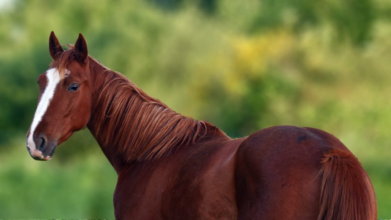 Rüyada At görmek ne anlama gelir?