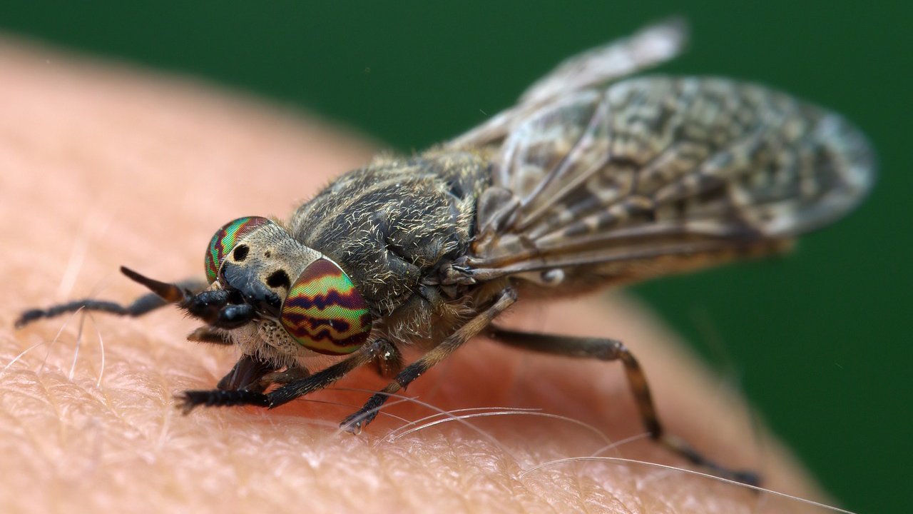 Rüyada At sineği görmek ne anlama gelir?