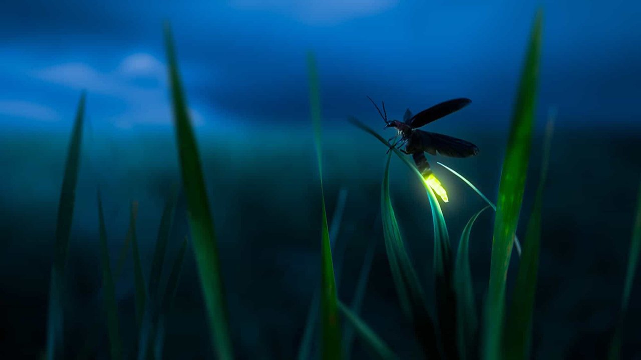 Rüyada Ateş Böceği görmek ne anlama gelir?