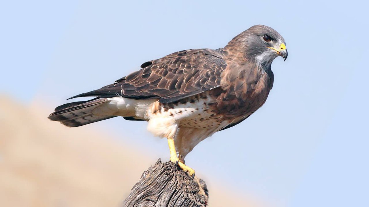 Rüyada Atmaca görmek ne anlama gelir?