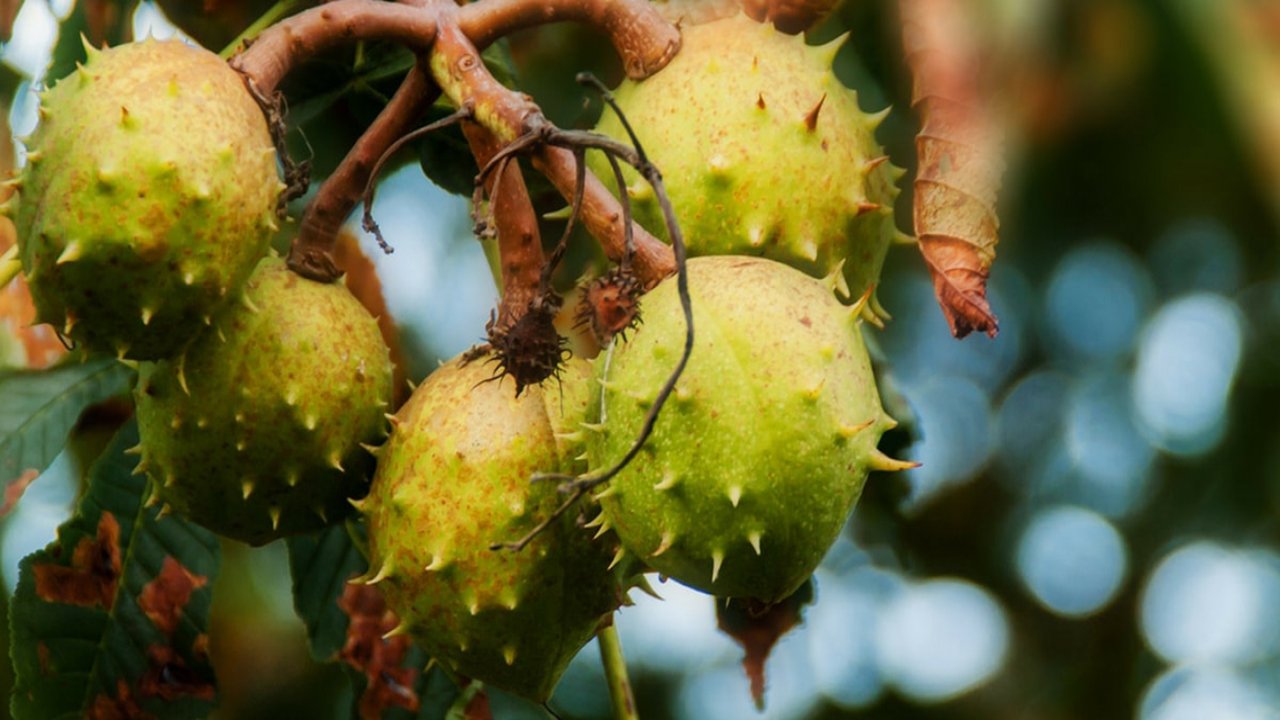 Rüyada At Kestanesi görmek ne anlama gelir?
