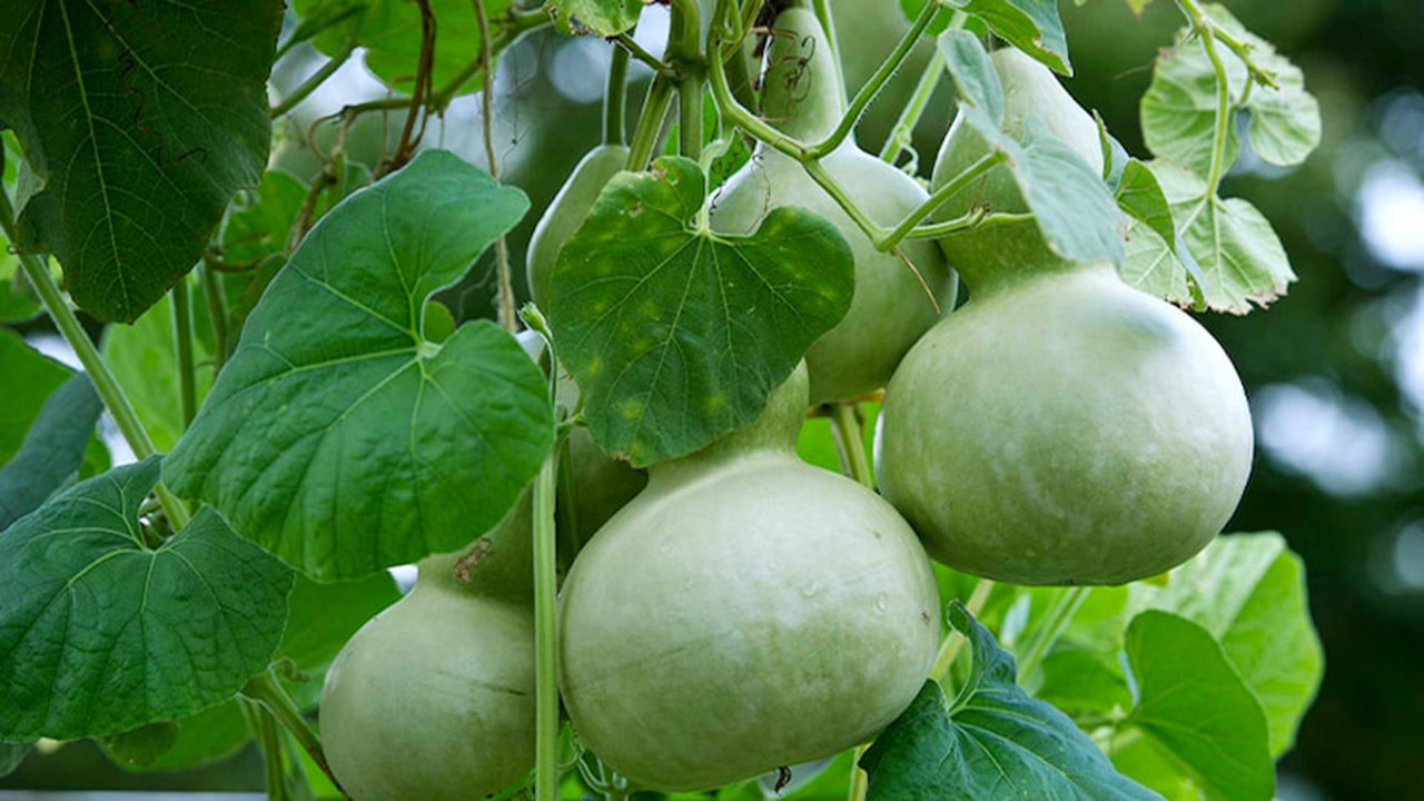 Rüyada Asma Kabağı görmek ne anlama gelir?