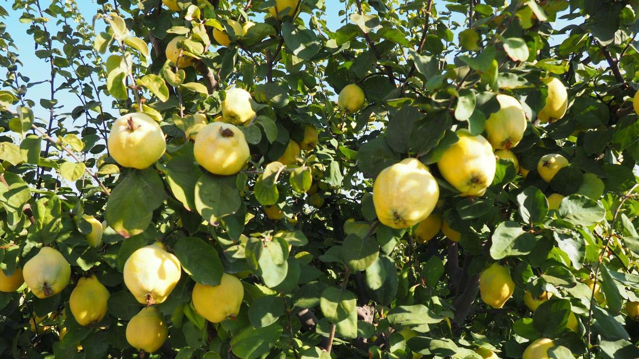 Rüyada Ayva Ağacı görmek ne anlama gelir?