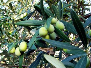 Maraş Zeytini tüketiciyi rahatlattı