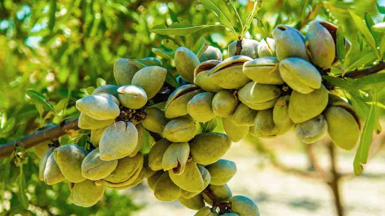 Rüyada Badem Ağacı görmek ne anlama gelir?