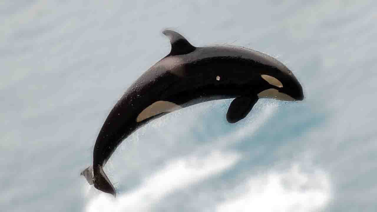 Rüyada Balina görmek ne anlama gelir?