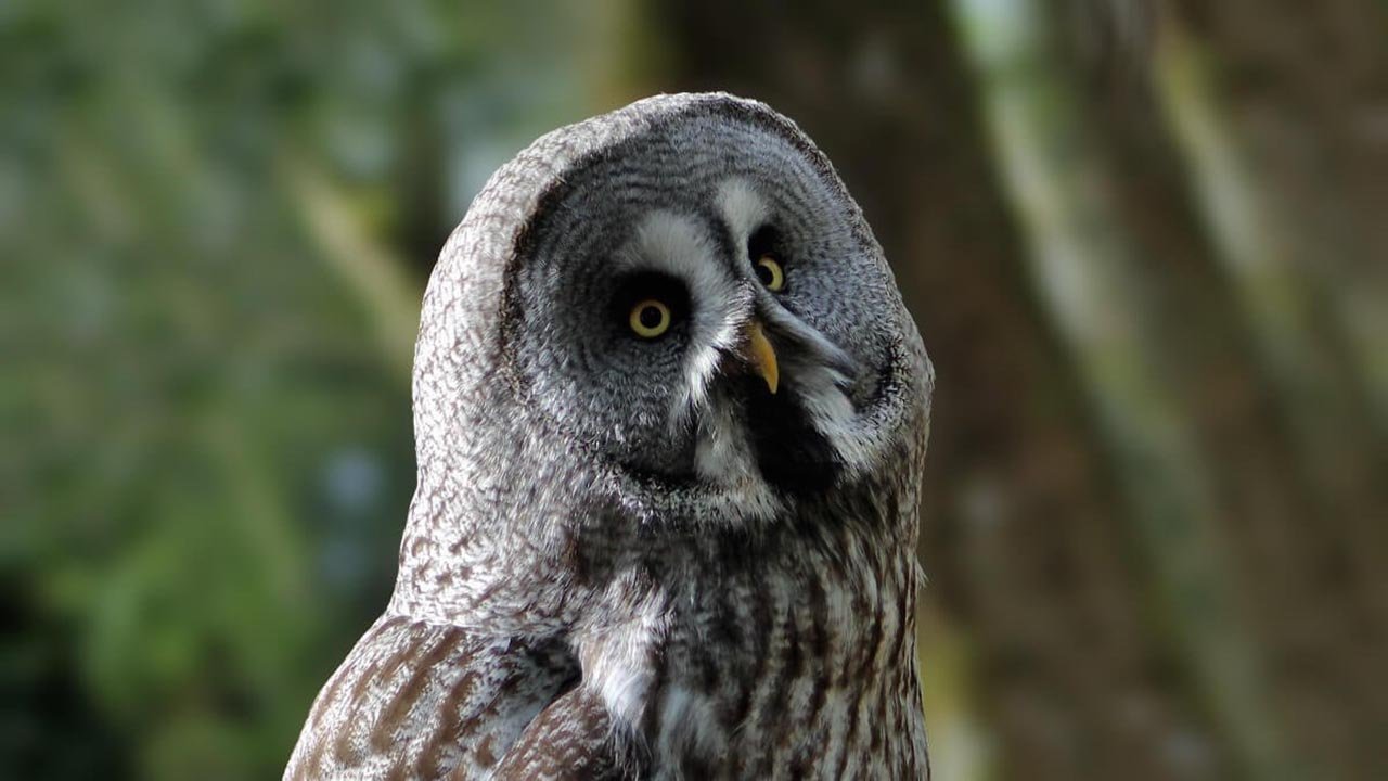 Rüyada Baykuş görmek ne anlama gelir?