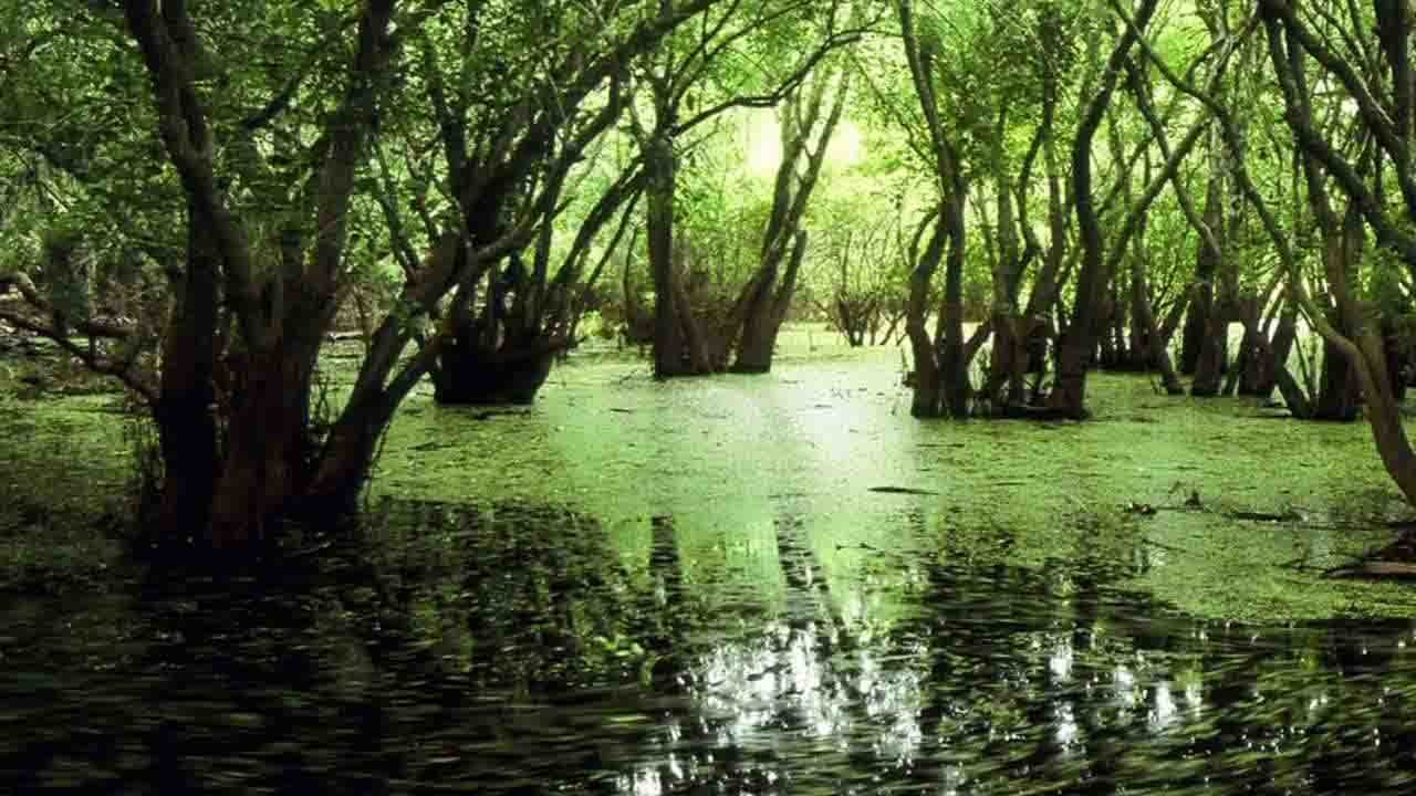 Rüyada Bataklık görmek ne anlama gelir?