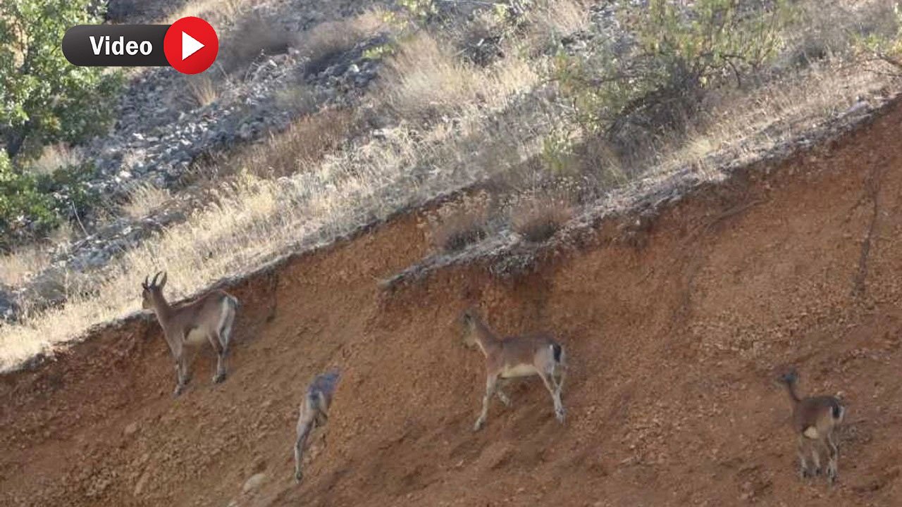 Kahramanmaraş'ta yabani keçiler görüntülendi