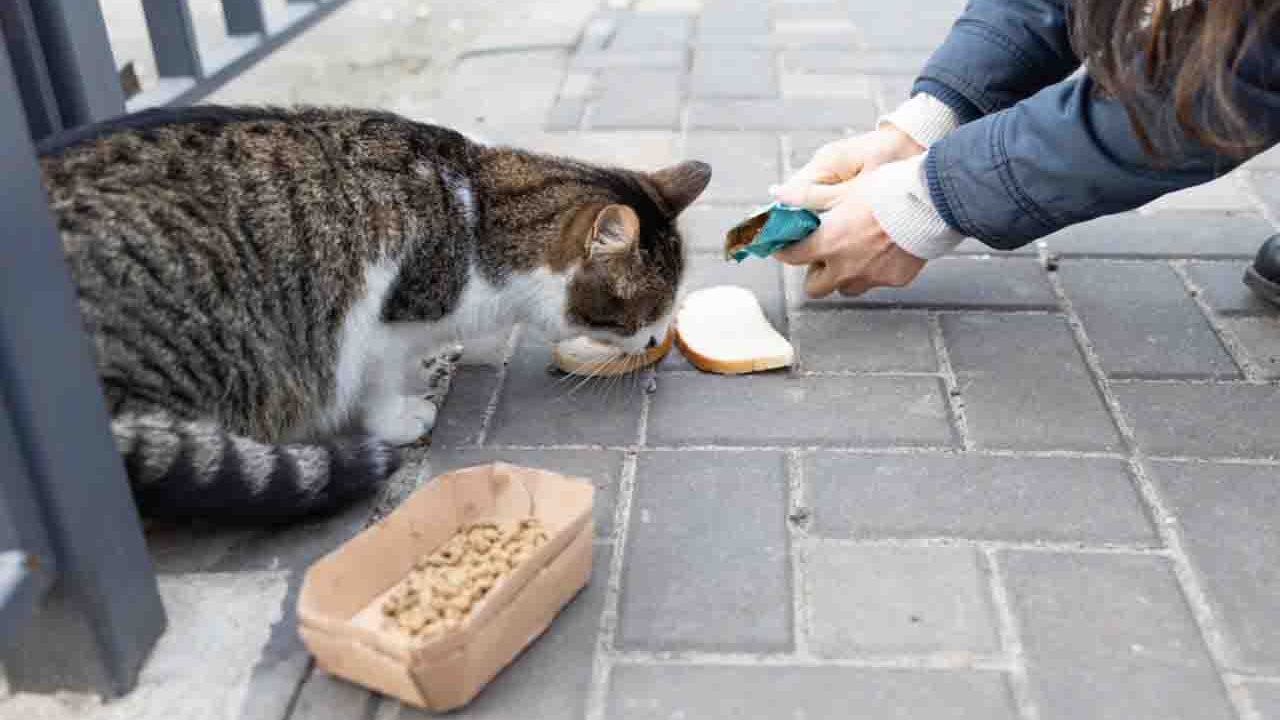 Rüyada Beslemeyi görmek ne anlama gelir?