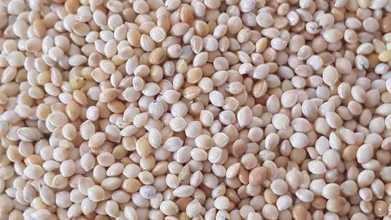 Rüyada Beyaz darı görmek ne anlama gelir?