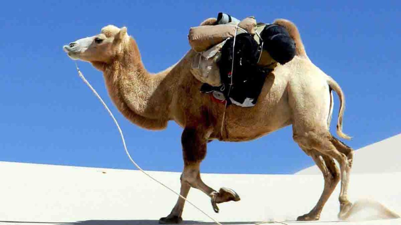 Rüyada Binek devesi görmek ne anlama gelir?