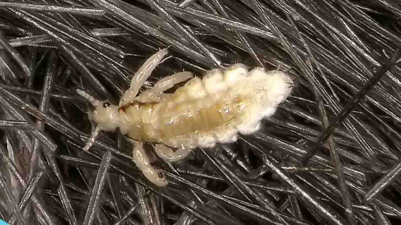 Rüyada Bit görmek ne anlama gelir?