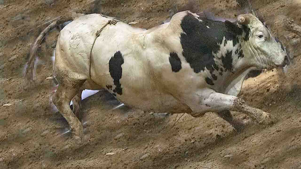 Rüyada Boğa görmek ne anlama gelir?