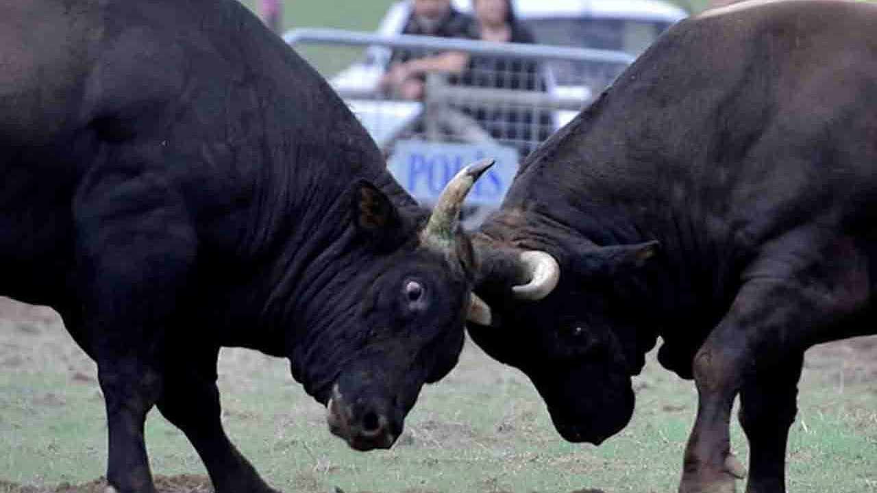 Rüyada Boğa Güreşi görmek ne anlama gelir?
