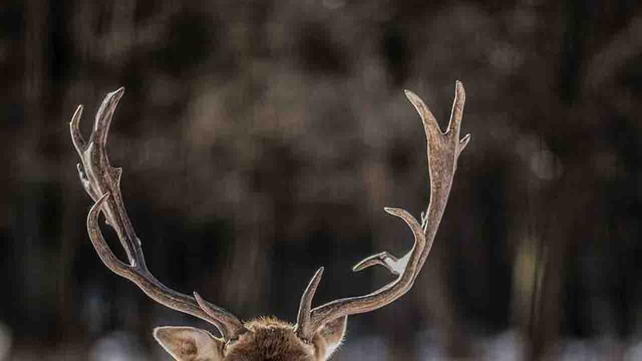 Rüyada Boynuz görmek ne anlama gelir?