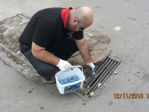 Kemirgenlerle mücadele sürüyor