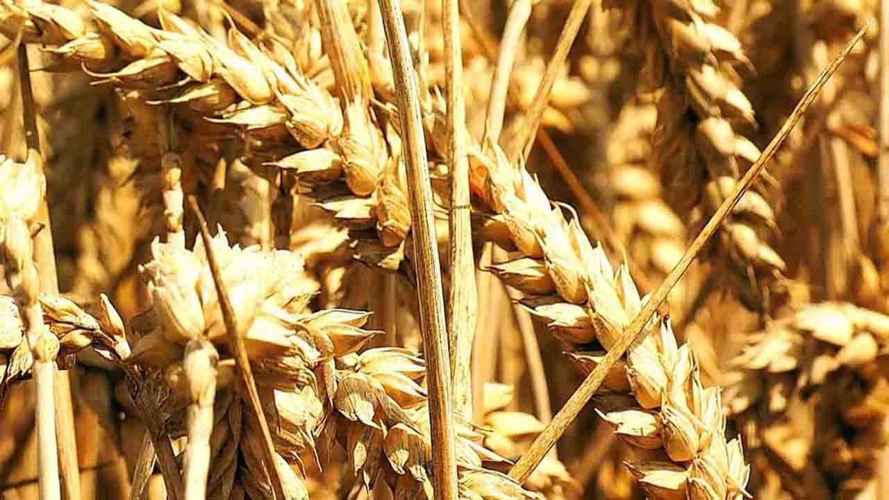 Rüyada Buğday görmek ne anlama ne gelir?