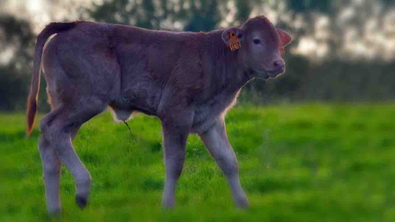 Rüyada Buzağı görmek ne anlama gelir?