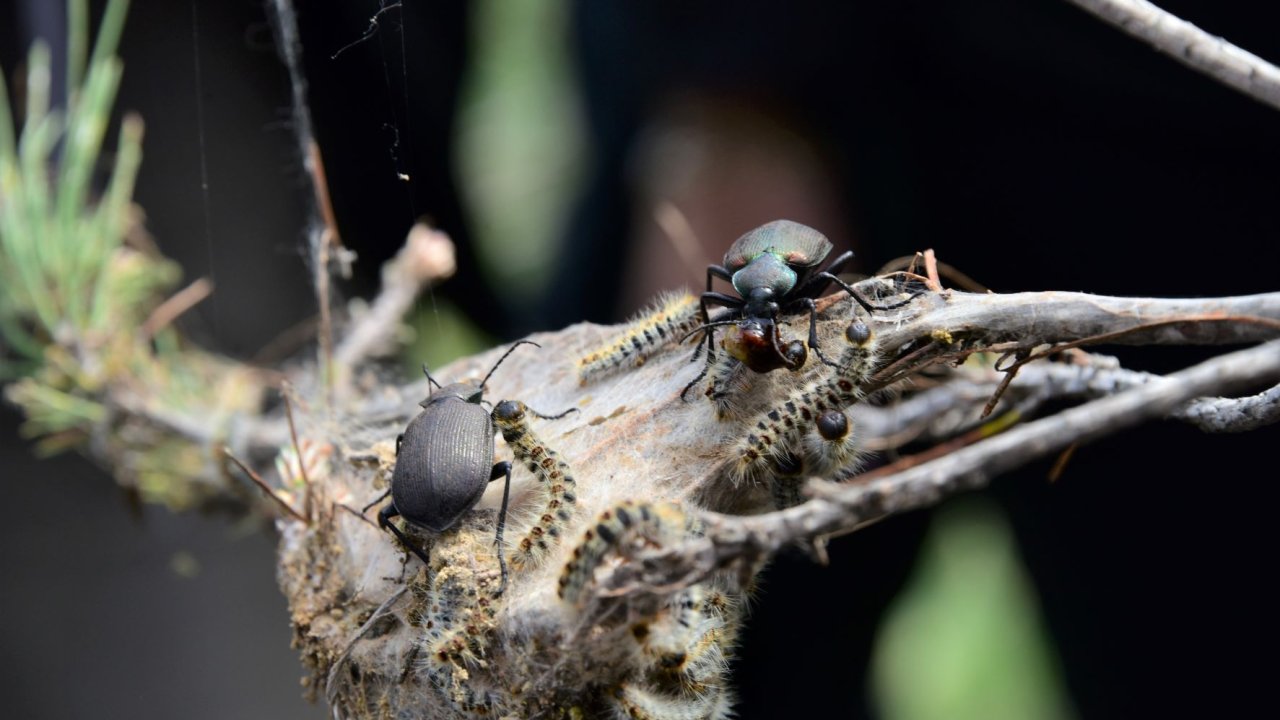 Rüyada Böcek görmek ne anlama gelir?