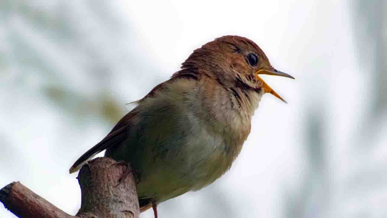 Rüyada Bülbül görmek ne anlama gelir?