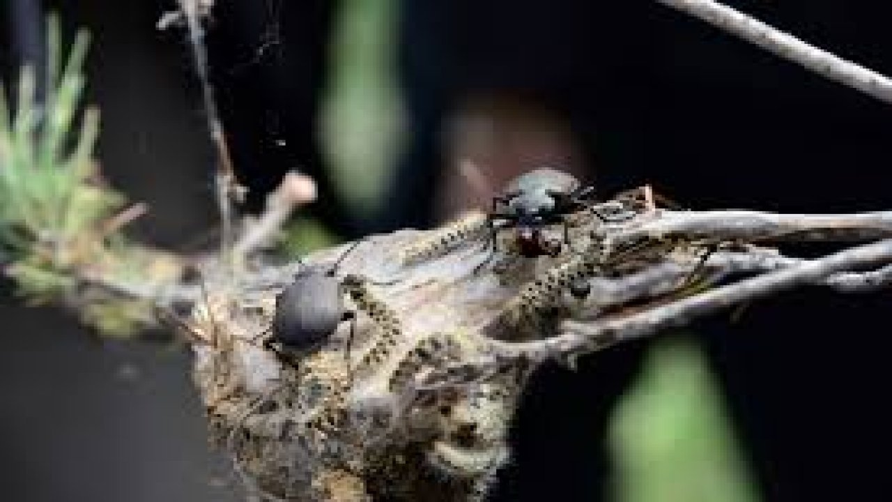 Rüyada Böcek görmek ne anlama gelir?